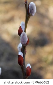 Pussy Willow Branch