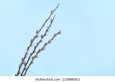 Pussy willow branches on blue background