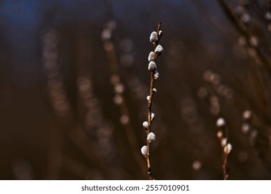 Pussy willow branches with soft white catkins in early spring blurred background natural light close-up nature photography suitable for seasonal themes botanical studies or decorative purposes - Powered by Shutterstock