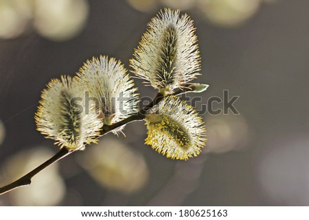 Pussy Willow Catkins 