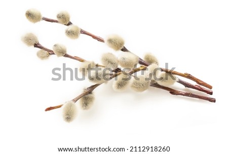 Pussy willow twigs on white. A willow with soft fluffy white, silvery catkins.