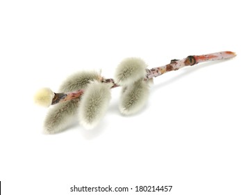 Pussy willows branches on a white background  