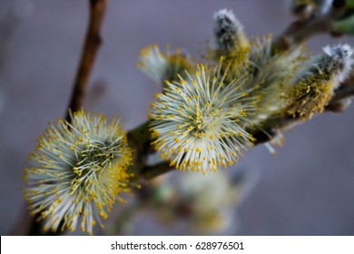 Pussywillow