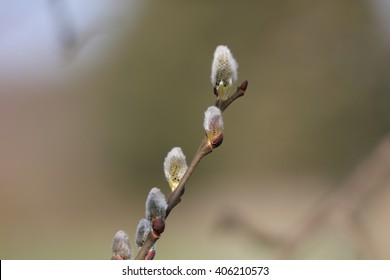 Pussywillow Branch