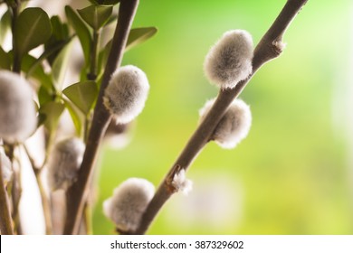 Pussywillow Branches Catkins Spring Background Willow Stock Photo Shutterstock