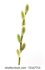 Pussywillow Isolated On White