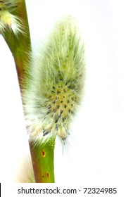 Pussywillow Isolated On White