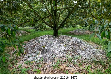 Put dolomite on durian tree in the garden, adjust soil pH and alkalinity.