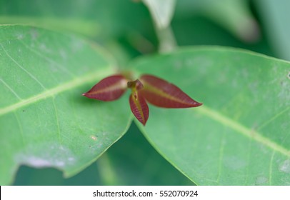 put forth fresh leaves buds