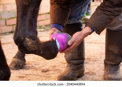 Put your hoof in my hand-man holds horses hoof as he bandages it and adds waterproof tape to its base to keep bandage dry after  the horse has injured its hoof and needs medical care.