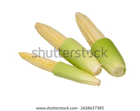 Putren, young corn, isolated on white background. Also known as baby corn or cornlettes, is harvested early when the stalks are still small and not yet ripe enough to be eaten whole including the cob.