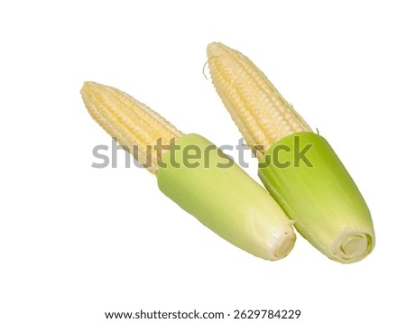 Putren, young corn, isolated on white background. Also known as baby corn or cornlettes, is harvested early when the stalks are still small and not yet ripe enough to be eaten whole including the cob.