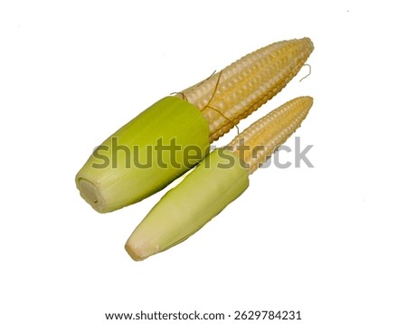 Putren, young corn, isolated on white background. Also known as baby corn or cornlettes, is harvested early when the stalks are still small and not yet ripe enough to be eaten whole including the cob.