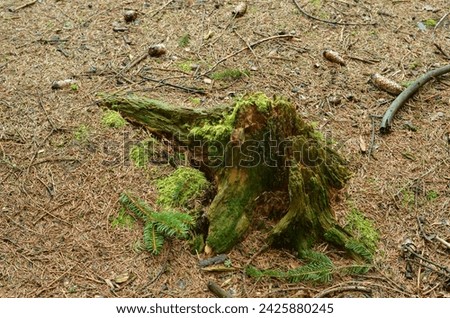 a putrid old tree stump in the forest