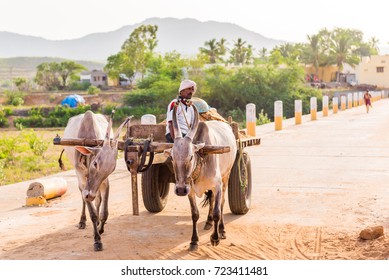 PUTTAPARTHI, ANDHRA PRADESH - INDIA - JULY 22, 2017: Indian bulls in harness. Copy space for text