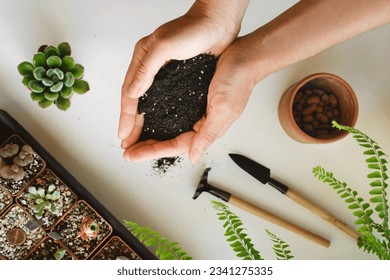 Putting soil for plants in pot during repotting or transplantation of succulents in ceramic pot. Hand holding black soil. Top view, copy space, white background. Home gardening hobby. - Powered by Shutterstock