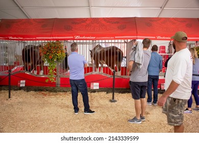 Puyallup, Washington, United States - 09-13-2021: A view of people viewing the Budweiser Clydesdale horses exhibit, seen at the Washington State Fair.