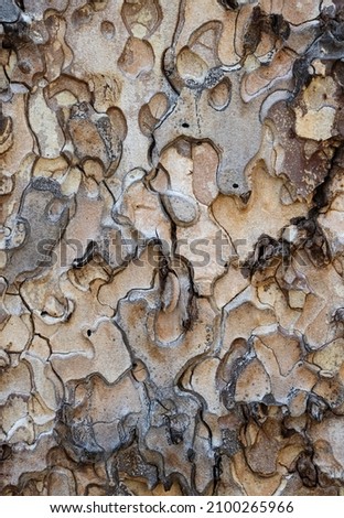 Puzzle shapes in Ponderosa Pine bark close up 
