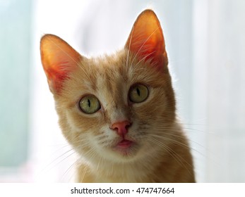 puzzled ginger cat looking up, closeup