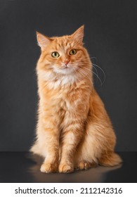 Puzzled ginger cat with questioning expression on face posing on black background. 