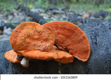 Pycnoporus cinnabarinus, also known as the Cinnabar polypore mushroom, saprophytic, white-rot decomposerin a forest on a rotten stump
