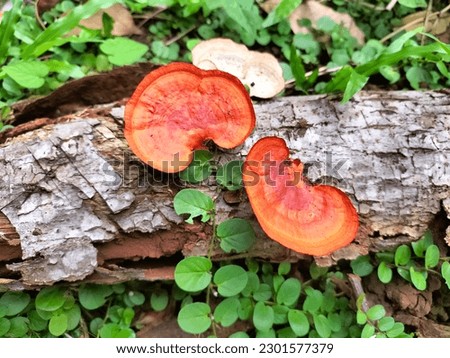 Pycnoporus sanguineus, or wood fungus, is a fungus that grows on dead wood.