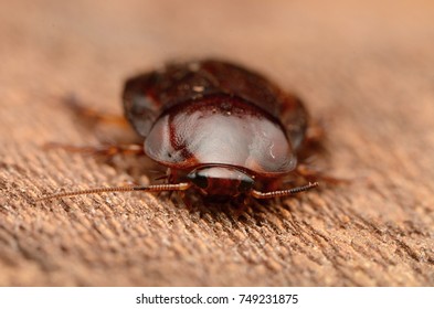 Pycnoscelus striata