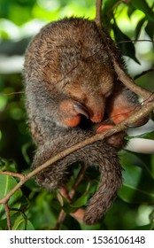 A Pygmy Anteater Sleeps During The Day In The Jungle In Guyana.  Creatures Of The Big Trees Of Tropical Forests In South America, Pygmy Anteaters Are Rarely Seen.