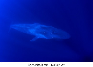 Pygmy Blue Whale 