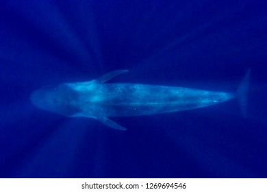 Pygmy Blue Whale 