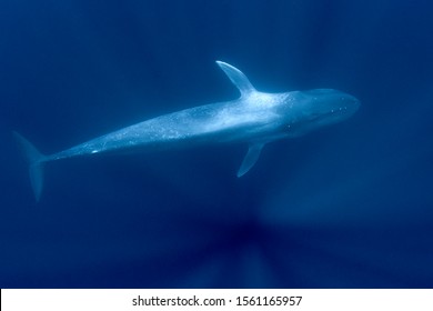 Pygmy Blue Whale Swimming Underwater 