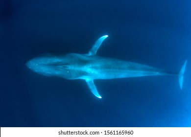 Pygmy Blue Whale Swimming Underwater 