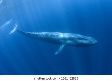 Pygmy Blue Whale Underwater, Migrating From Timor Leste Towards Australia