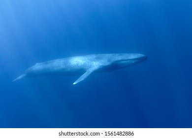 Pygmy Blue Whale Underwater, Migrating From Timor Leste Towards Australia