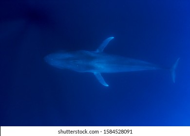 Pygmy Blue Whale Underwater Photo 