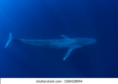 Pygmy Blue Whale Underwater Photo 