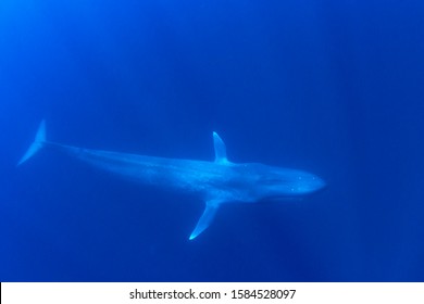 Pygmy Blue Whale Underwater Photo 