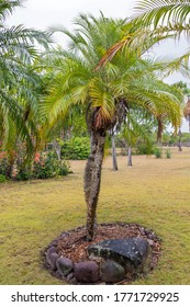 Pygmy Date Palm Phoenix Roebelenii