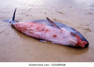 Pygmy Or Dwarf Whale Beached On Southern Sydney Beach