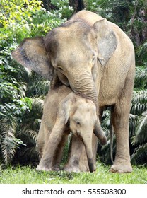 Pygmy Elephant Borneo