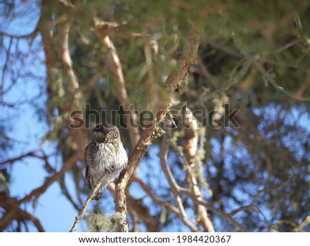 pygmy eurasian owl in tree