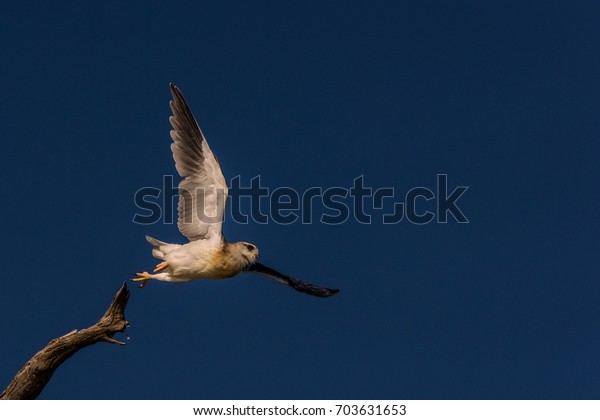 Pygmy falcon flying off a dead tree branch in\
Chobe National Park,\
Botswana