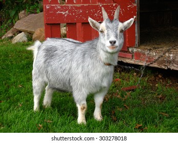 Pygmy Goat