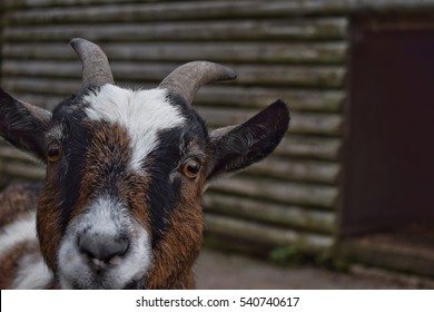 Pygmy Goat 