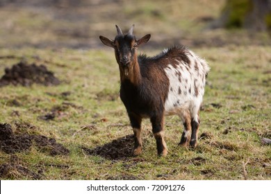 Pygmy Goat