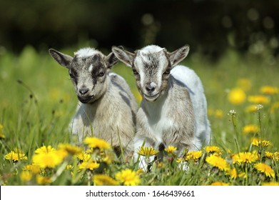 Pygmy Goat or Dwarf Goat, capra hircus, 3 Months Old Baby Goat standing on Dandelions  