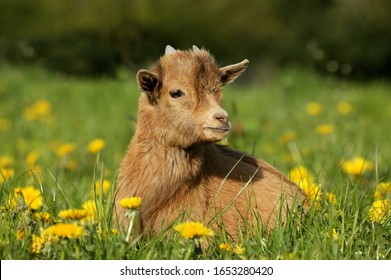 Pygmy Goat or Dwarf Goat, capra hircus, 3 Months Old Baby Goat  