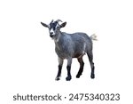 Pygmy goat isolated on white background with clipping path.
