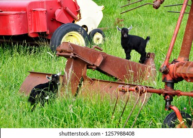 Pygmy Goat Kids Playing On Farm Equipment, Family Farm, Webster County, West Virginia, USA, June 2, 2012