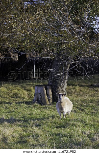 Pygmy Goat Near Tree Stock Foto Rediger Nu 116721982